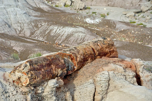 petrified logs in the hills at Blue Mesa Overlook